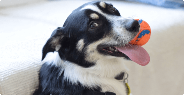 avantages-animal-friendly